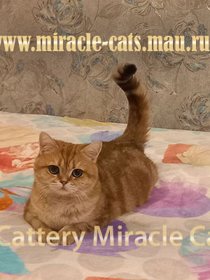 ���� ���������� ����� �������� ���������� ������. ������� ��������� ���������� �����. ������� ����� � ������.